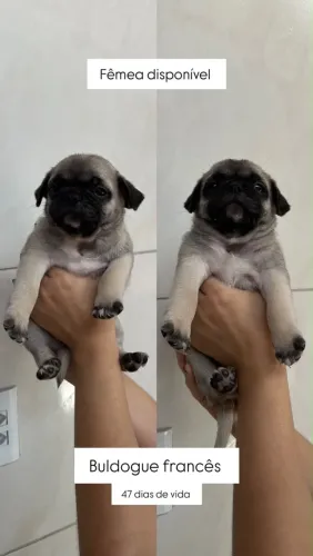 cachorro