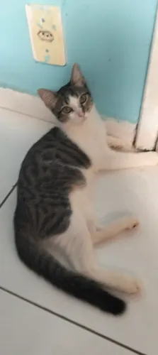 DOAÇÃO RESPONSAVEL DE GATO