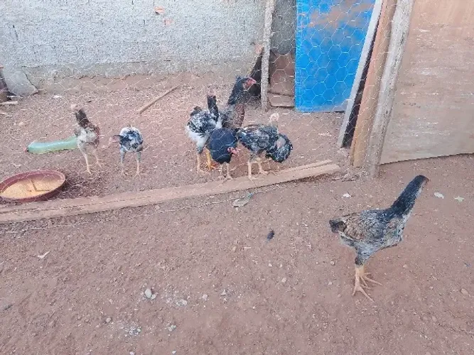 Vende se galinha