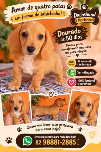 Cachorro daschund ( salsicha )