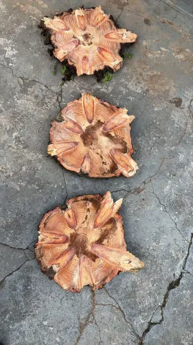 Bolachas de Pinheiro