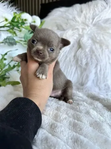 Neném Chihuahua micro com contrato de compra e venda