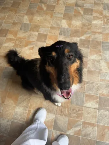 Collie 