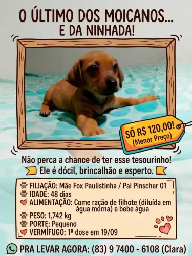 Filhotinho de Fox Paulistinha com Pinscher disponível... ?
