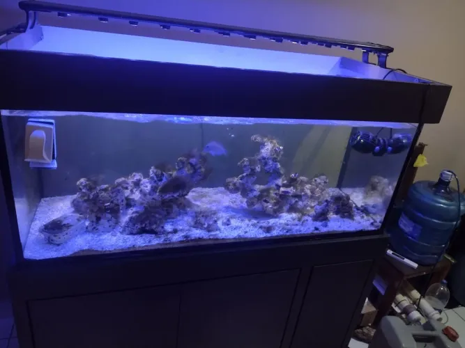 Aquário marinho ou água doce 300 litros