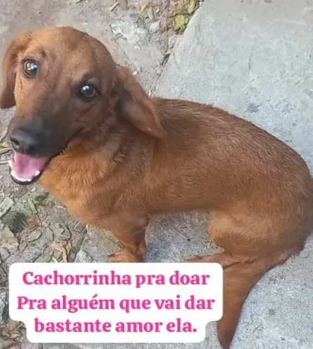 Cachorro para doação responsável