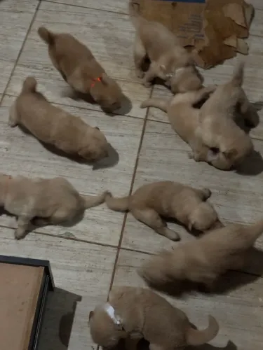 Lindos filhotes de Golden Retriever