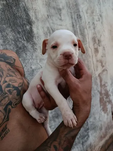 Filhotes de pitbull