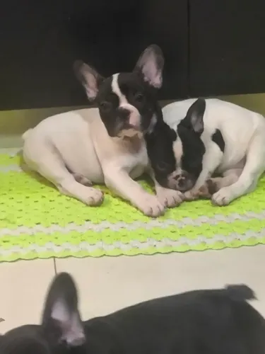 Cachorro, Raça Bulldog Francês 