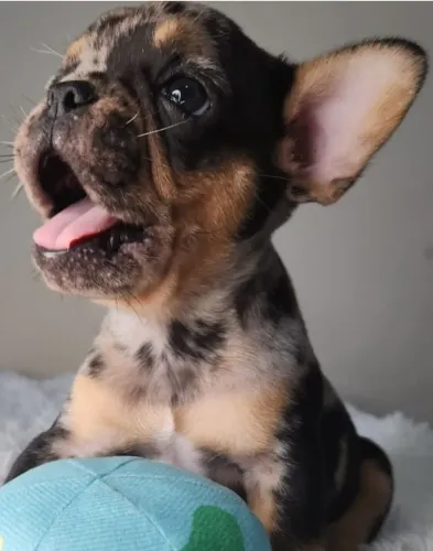 Buldogue Francês / Bulldog Francês