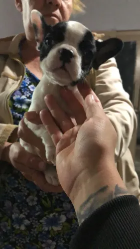 Buldogue francês