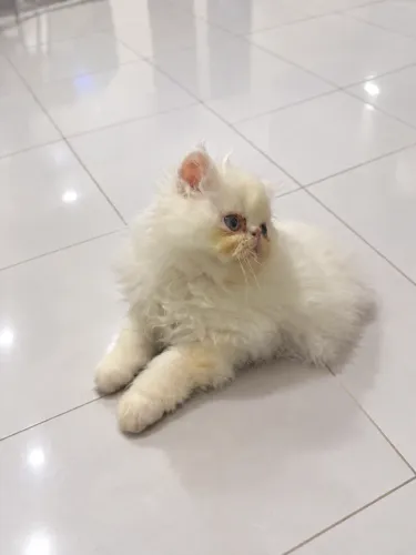 Gato Persa Legítimo