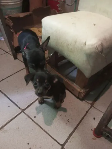 Vendo Pincher 1 mês de nascido