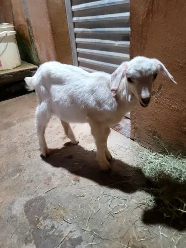 Cabra