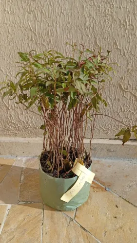 50 mudas eucalipto cidró