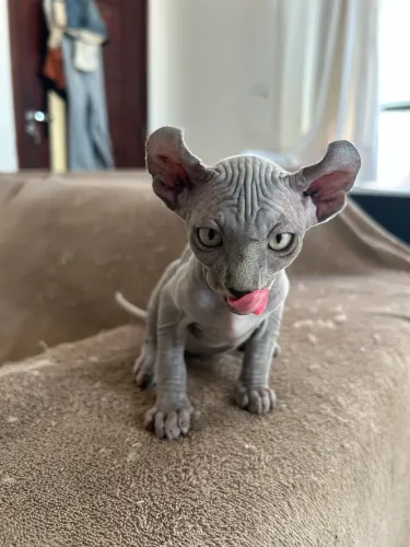 GATO SPHYNX ELF BLUE