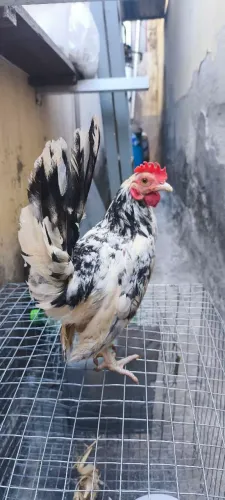 Franguinho garnisé