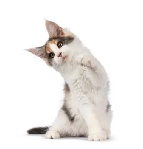 Gata maine coon