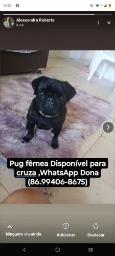 Pug fêmea disponível para cruza 