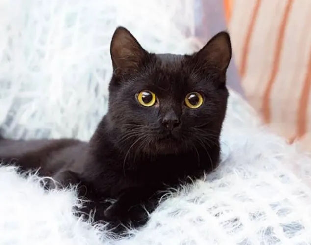 Adoção gato Bombaim adulto amoroso
