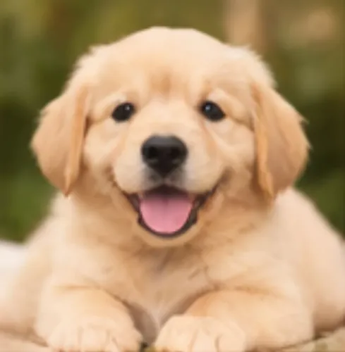 Golden retriever inteligente e ótimo com crianças
