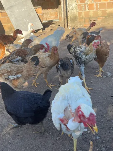 Frangos de quintal