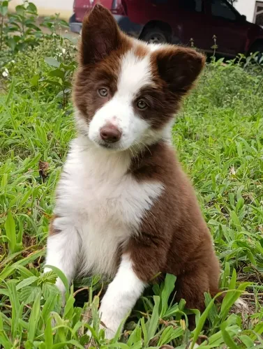 Border Collie 