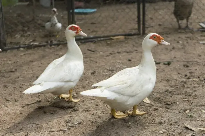 Ninhada de pato gigante Branco