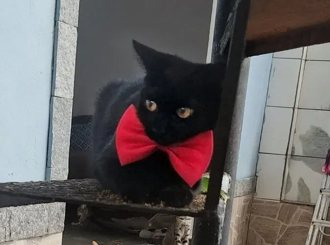 Gatinha preta precisa de um lar, 6 meses. Adora colo, dócil e sociável