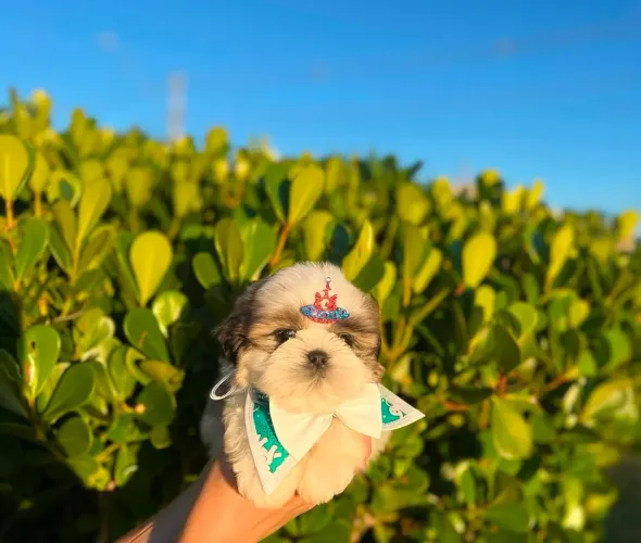 SHITZU MACHO 