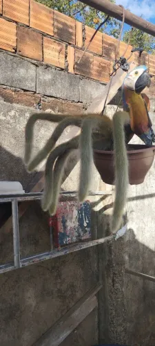 Planta rabo de macaco
