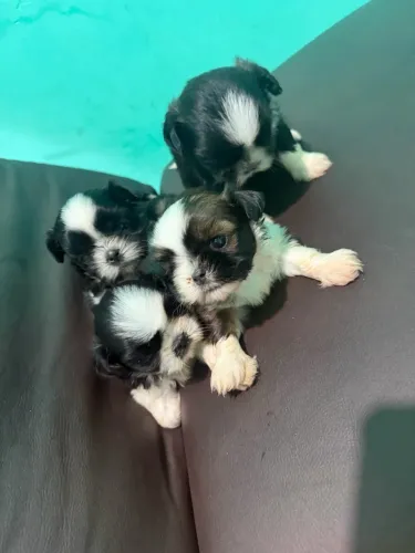 Animais