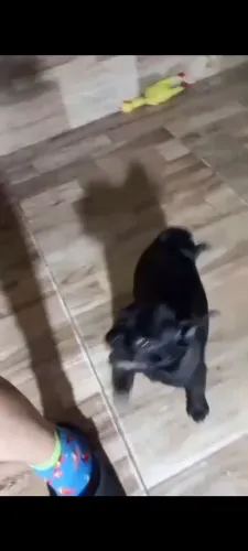 Cachorro PUG filhote macho