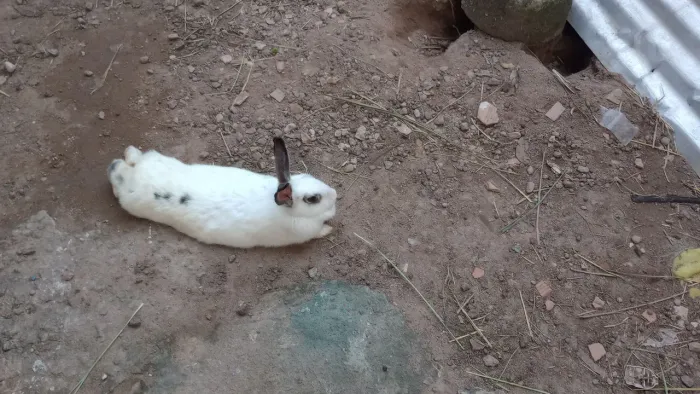 Vende-se Coelhos em pares .