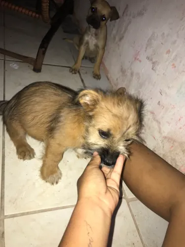 Vendesse filhote de cachorro Basse