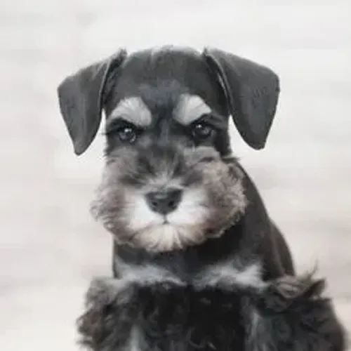 Schnauzer,Schnauzer Filhote Disponível Entrega Facilitada