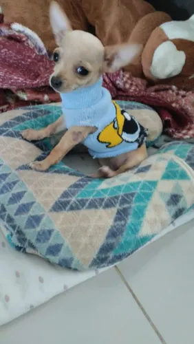 Cachorro pinscher