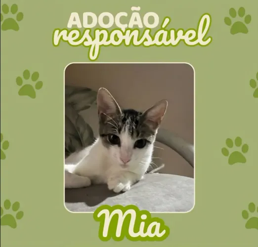 Gatinhas para adoção responsável (adote 1 ou +)