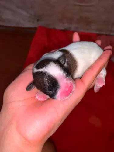 Filhote da Raça shih tzu