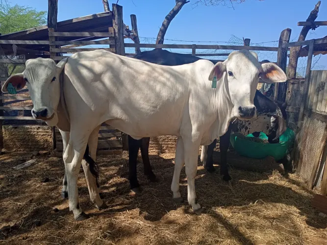 Lote de gado