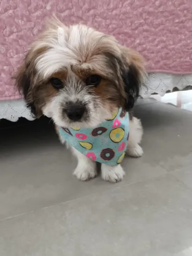 Lhasa apso