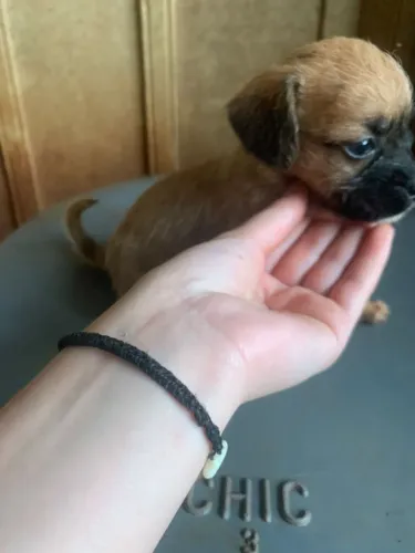 Pincher
