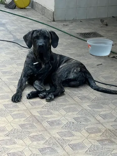 Fila Brasileiro - filhotão 