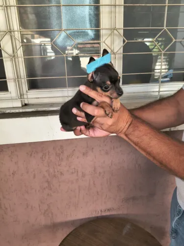 Pinscher disponível