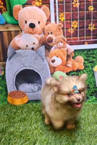 Spitz Alemão