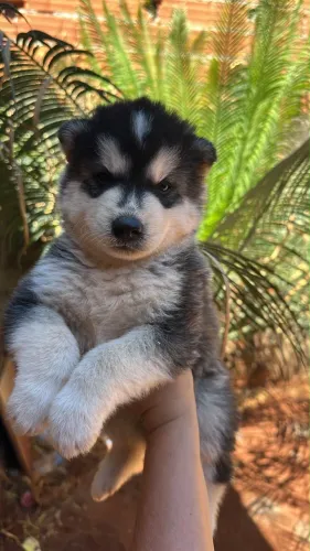 Casal de husky disponível !!!!