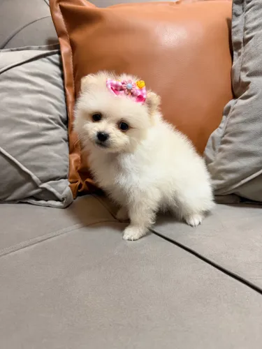 Filhotes fêmeas e 1 macho Spitz Alemão