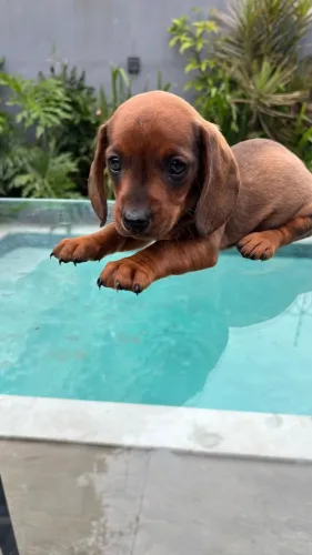 dachshund 49 dias