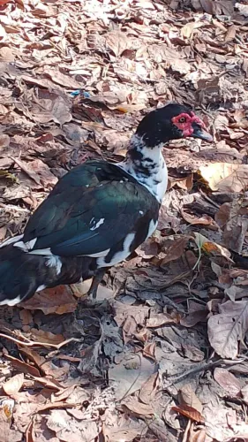 Casal de patos