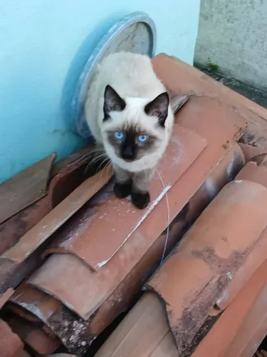 Animal para adoção